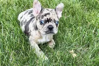 Roxy , a female Frenchton for sale in Sturgis, MI – 4 of 10