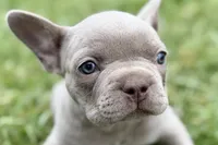 Colt, a male French Bulldog for sale in Sturgis, MI – 2 of 10