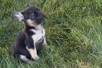 Coco, a female French Bulldog for sale in Sturgis, MI – 1 of 9