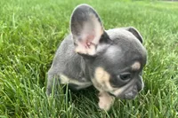 Echo, a male French Bulldog for sale in Sturgis, MI – 8 of 10