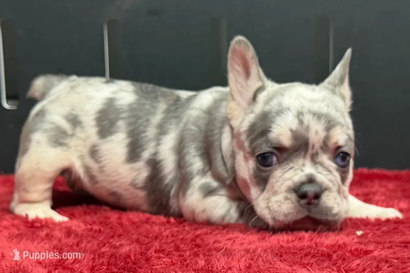 Zink – French Bulldog puppy for sale in Sturgis, MI