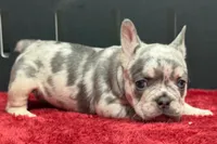 Zink, a female French Bulldog for sale in Sturgis, MI – 1 of 7