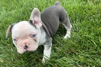 Gaddy, a male French Bulldog for sale in Sturgis, MI – 4 of 10