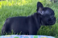 Paula , a female French Bulldog for sale in Sturgis, MI – 2 of 9