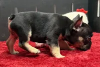 Zara , a male French Bulldog for sale in Sturgis, MI – 3 of 9