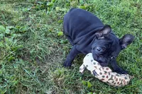Paula , a female French Bulldog for sale in Sturgis, MI – 10 of 10