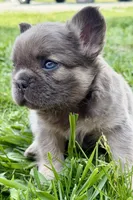 Samson, a male French Bulldog for sale in Sturgis, MI – 8 of 10