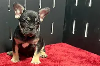 Zara , a male French Bulldog for sale in Sturgis, MI – 4 of 10
