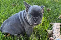 Kanto , a male French Bulldog for sale in Sturgis, MI – 6 of 9