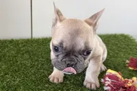 Felix, a male French Bulldog for sale in Sturgis, MI – Photo 7 of 9