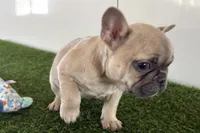 Felix, a male French Bulldog for sale in Sturgis, MI – Photo 2 of 9