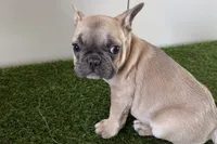 Felix, a male French Bulldog for sale in Sturgis, MI – Photo 3 of 9