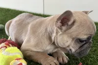 Felix, a male French Bulldog for sale in Sturgis, MI – Photo 6 of 9