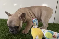 Felix, a male French Bulldog for sale in Sturgis, MI – Photo 5 of 9