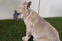 Felix, a male French Bulldog for sale in Sturgis, MI – Photo 8 of 9