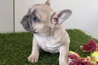 Felix, a male French Bulldog for sale in Sturgis, MI – Photo 1 of 9