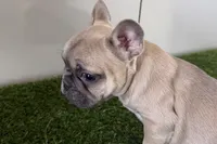 Felix, a male French Bulldog for sale in Sturgis, MI – Photo 4 of 9