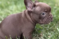Clarabelle, a female French Bulldog for sale in Sturgis, MI – 9 of 10