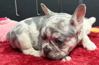 Zink, a female French Bulldog for sale in Sturgis, MI – 6 of 8