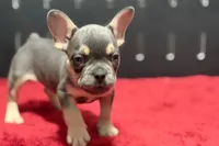 Zilo, a male French Bulldog for sale in Sturgis, MI – 3 of 9