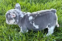Rita, a female French Bulldog for sale in Sturgis, MI – 4 of 9