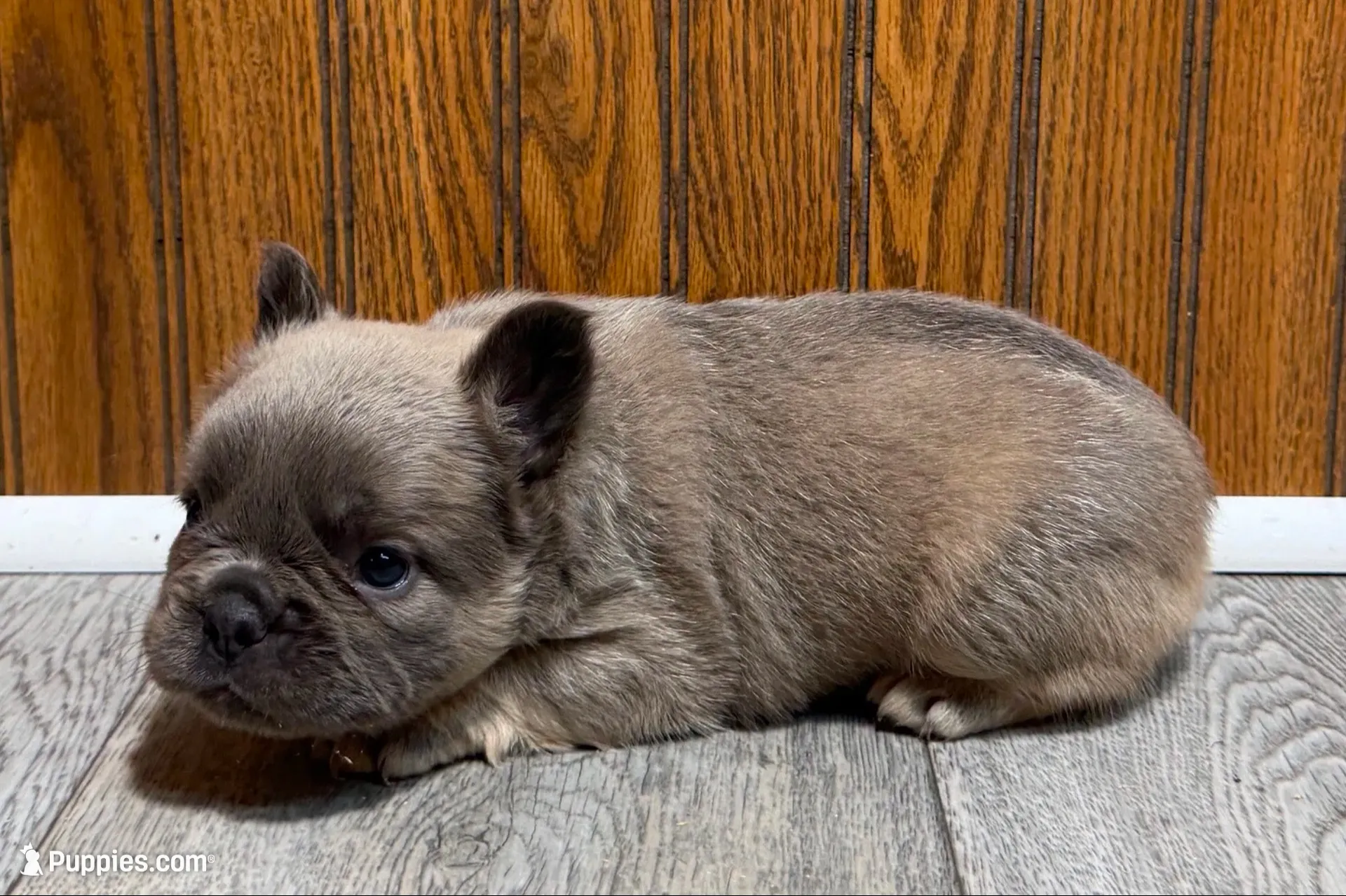 Ruthie, a female French Bulldog for sale in Sturgis, MI – 1 of 9