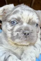 Smoky, a male French Bulldog for sale in Sturgis, MI – 1 of 10