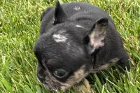 Koda, a male French Bulldog for sale in Sturgis, MI – 2 of 7