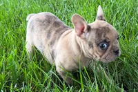 Velma , a female Frenchton for sale in Sturgis, MI – 5 of 8