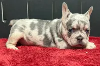 Zink, a female French Bulldog for sale in Sturgis, MI – 2 of 8