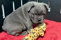 Lionel, a  French Bulldog for sale in Sturgis, MI – 10 of 10