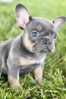 Bonnie, a female French Bulldog for sale in Sturgis, MI – 2 of 9