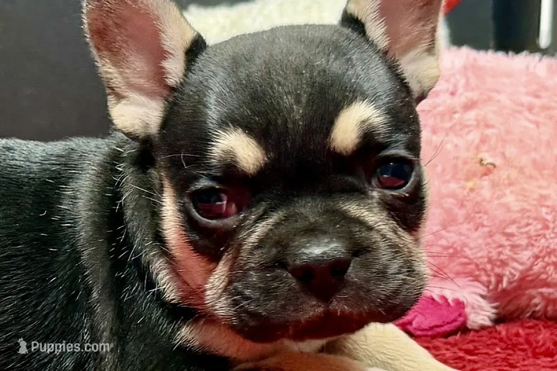 Zion  – French Bulldog puppy for sale in Sturgis, MI