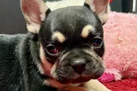 Zion , a male French Bulldog for sale in Sturgis, MI – 1 of 10