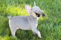 Eddie, a male French Bulldog for sale in Sturgis, MI – 5 of 9