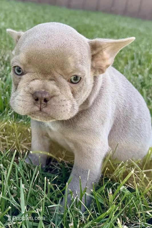 Cash – French Bulldog puppy on hold in Sturgis, MI