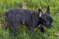Verle, a male Frenchton for sale in Sturgis, MI – 3 of 10