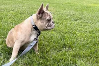 Gizmo, a male French Bulldog for sale in Sturgis, MI – 5 of 10