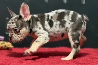 Zina , a female French Bulldog for sale in Sturgis, MI – 2 of 10