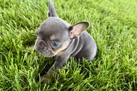 Bonnie, a female French Bulldog for sale in Sturgis, MI – 9 of 9