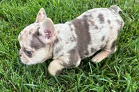 Kara, a female French Bulldog for sale in Sturgis, MI – 10 of 10