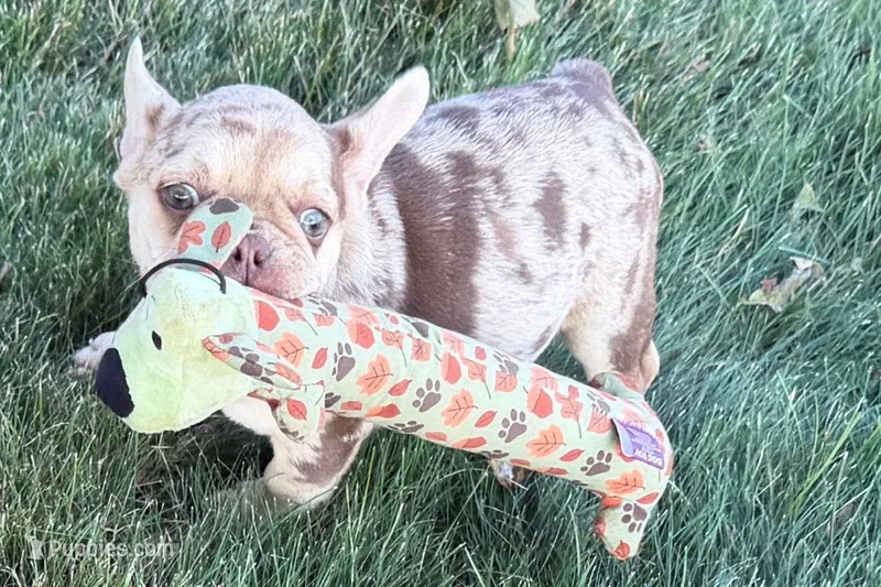 Kara – French Bulldog puppy for sale in Sturgis, MI