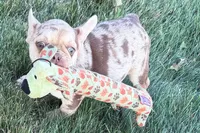 Kara, a female French Bulldog for sale in Sturgis, MI – 1 of 10