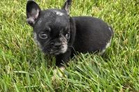 Koda, a male French Bulldog for sale in Sturgis, MI – 7 of 7