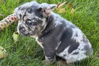 Korsak , a male French Bulldog for sale in Sturgis, MI – 9 of 10