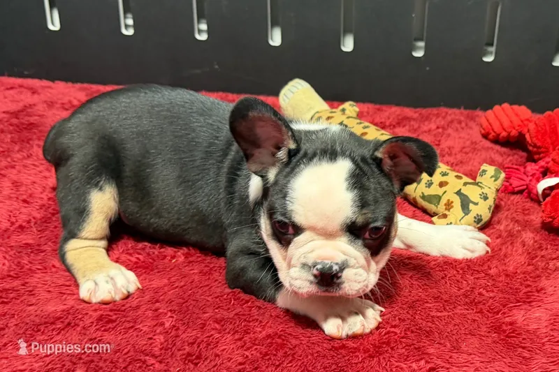 Cecil  – French Bulldog puppy for sale in Sturgis, MI