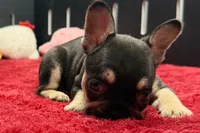 Zebra , a female French Bulldog for sale in Sturgis, MI – 2 of 10