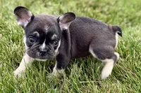 Marshall, a male French Bulldog for sale in Sturgis, MI – 8 of 10