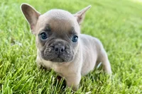 Bailey, a female French Bulldog for sale in Sturgis, MI – 5 of 9