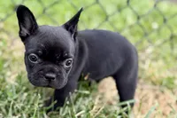 Clover, a female French Bulldog for sale in Sturgis, MI – 4 of 9
